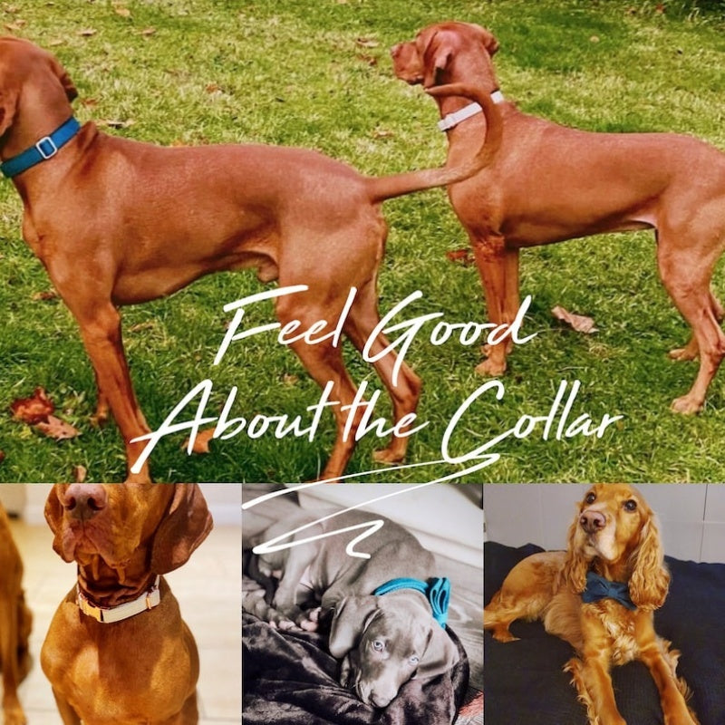 πΎ Velvet Dog Collar & Leash Set β Customizable with Bow Tie